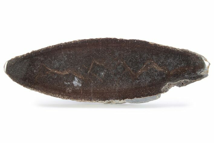 Polished Pliosaur (Liopleurodon) Limb Bone - England #280228